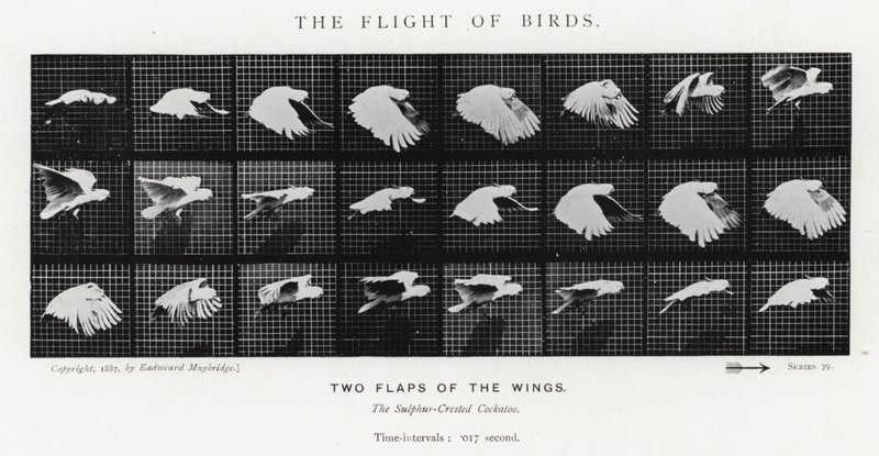 Eadweard Muybridge: Lot ptaków (zdjęcie czarno-białe) autorstwa Eadweard Muybridge