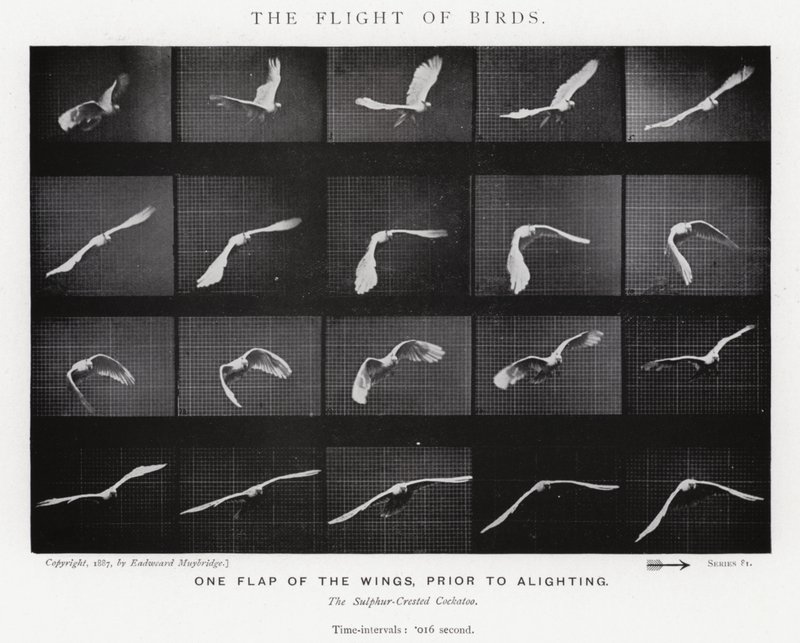 Eadweard Muybridge: Lot ptaków (zdjęcie czarno-białe) autorstwa Eadweard Muybridge