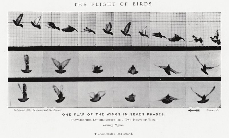 Eadweard Muybridge: Lot ptaków (zdjęcie czarno-białe) autorstwa Eadweard Muybridge