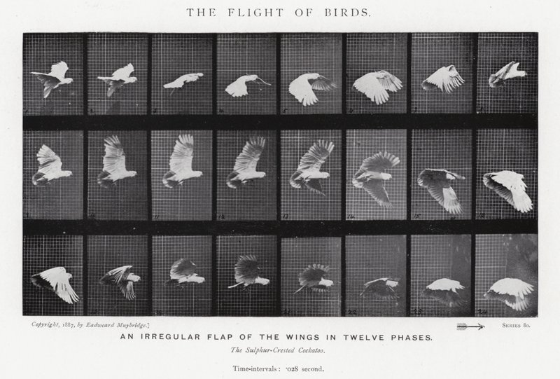 Eadweard Muybridge: Lot ptaków (zdjęcie czarno-białe) autorstwa Eadweard Muybridge