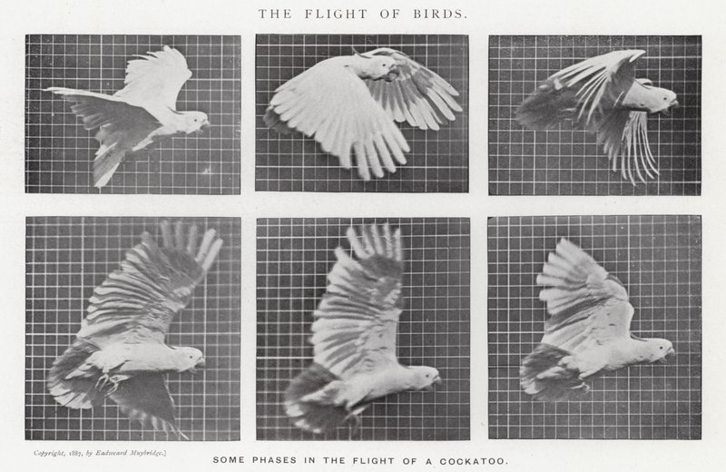 Eadweard Muybridge: Lot ptaków (zdjęcie czarno-białe) autorstwa Eadweard Muybridge