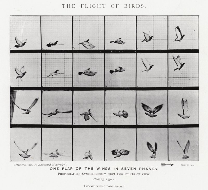 Eadweard Muybridge: Lot ptaków (zdjęcie czarno-białe) autorstwa Eadweard Muybridge