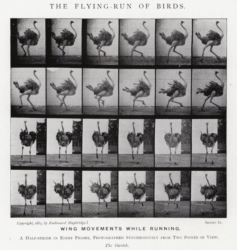Eadweard Muybridge: Latający bieg ptaków (zdjęcie czarno-białe) autorstwa Eadweard Muybridge
