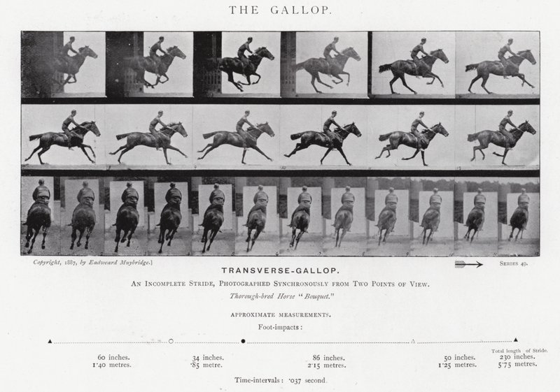 Eadweard Muybridge: Galop (zdjęcie czarno-białe) autorstwa Eadweard Muybridge