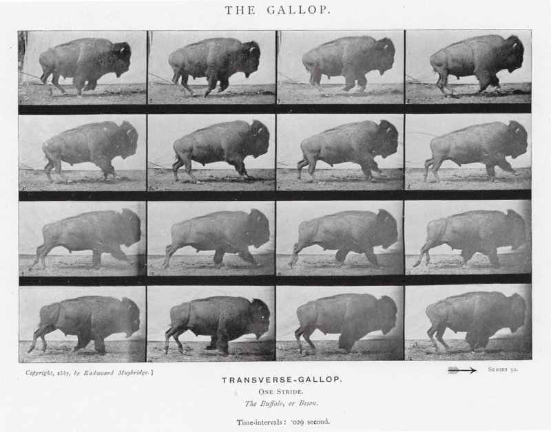 Eadweard Muybridge: Galop (zdjęcie czarno-białe) autorstwa Eadweard Muybridge