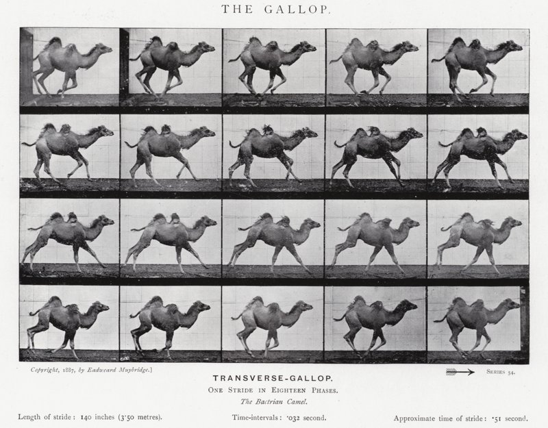 Eadweard Muybridge: Galop (zdjęcie czarno-białe) autorstwa Eadweard Muybridge