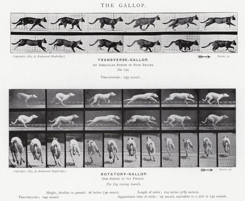Eadweard Muybridge: Galop (zdjęcie czarno-białe) autorstwa Eadweard Muybridge