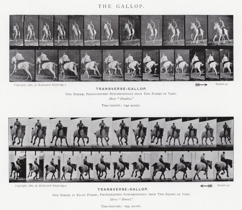 Eadweard Muybridge: Galop (zdjęcie czarno-białe) autorstwa Eadweard Muybridge