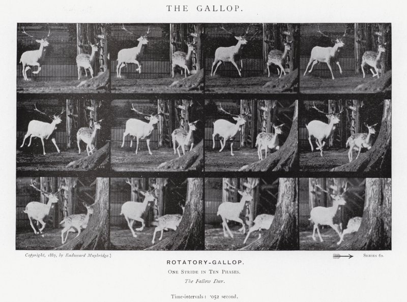 Eadweard Muybridge: Galop (zdjęcie czarno-białe) autorstwa Eadweard Muybridge