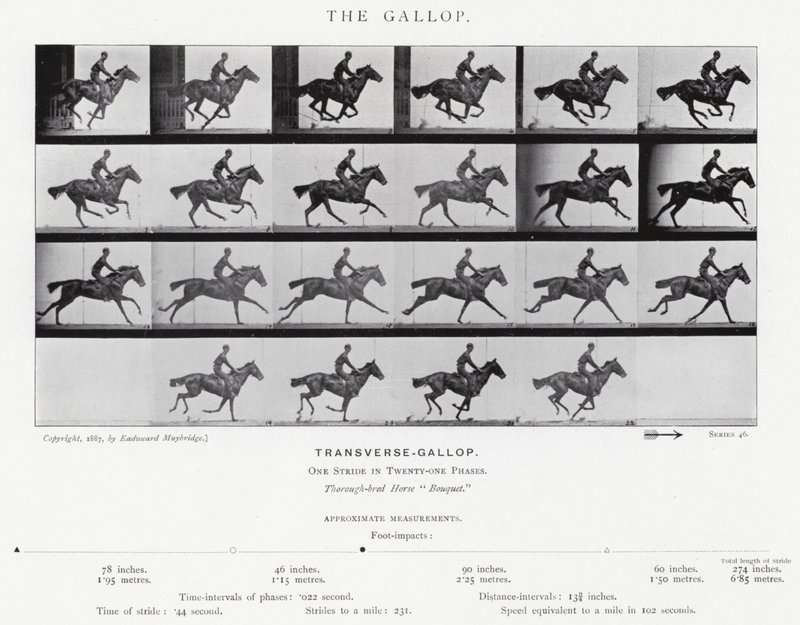 Eadweard Muybridge: Galop (zdjęcie czarno-białe) autorstwa Eadweard Muybridge