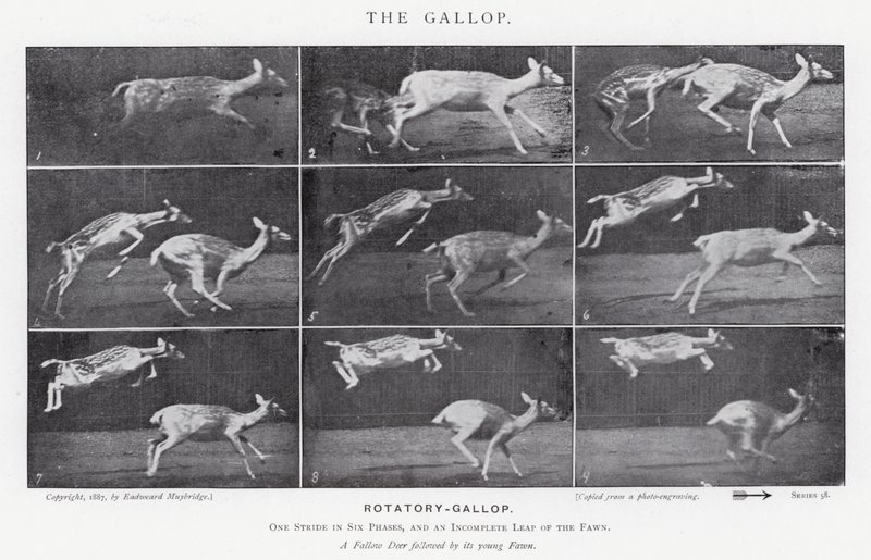 Eadweard Muybridge: Galop (zdjęcie czarno-białe) autorstwa Eadweard Muybridge