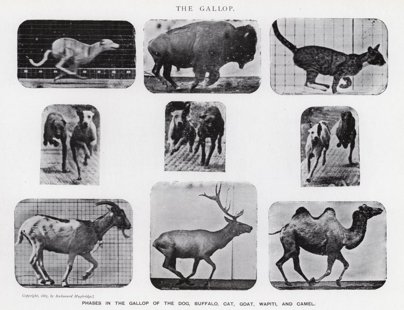 Eadweard Muybridge: Galop (zdjęcie czarno-białe) autorstwa Eadweard Muybridge