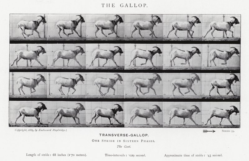 Eadweard Muybridge: Galop (zdjęcie czarno-białe) autorstwa Eadweard Muybridge