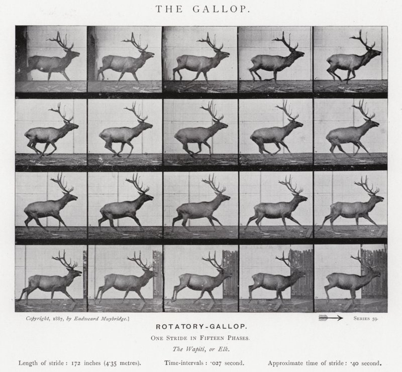 Eadweard Muybridge: Galop (zdjęcie czarno-białe) autorstwa Eadweard Muybridge