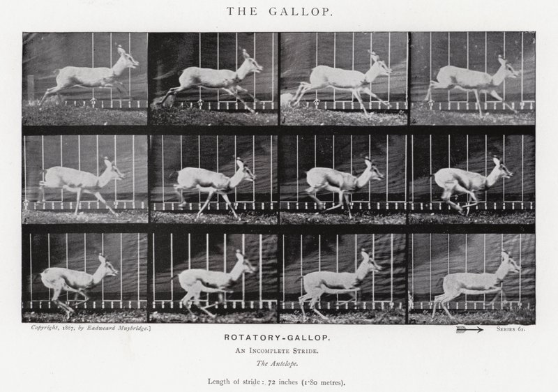 Eadweard Muybridge: Galop (zdjęcie czarno-białe) autorstwa Eadweard Muybridge