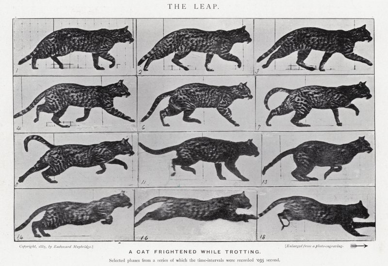 Eadweard Muybridge: Skok (zdjęcie czarno-białe) autorstwa Eadweard Muybridge