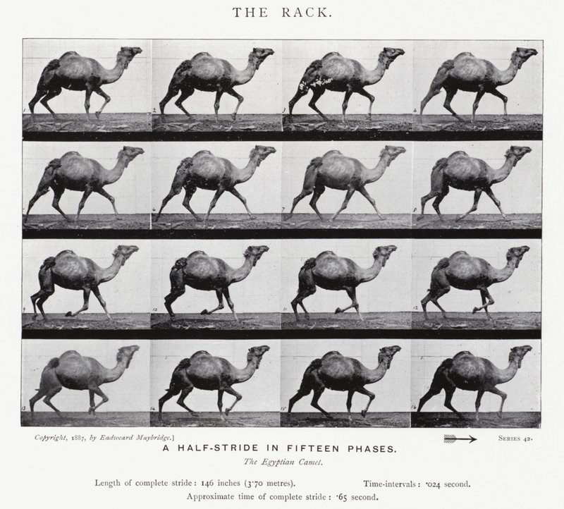 Eadweard Muybridge: The Rack (zdjęcie czarno-białe) autorstwa Eadweard Muybridge