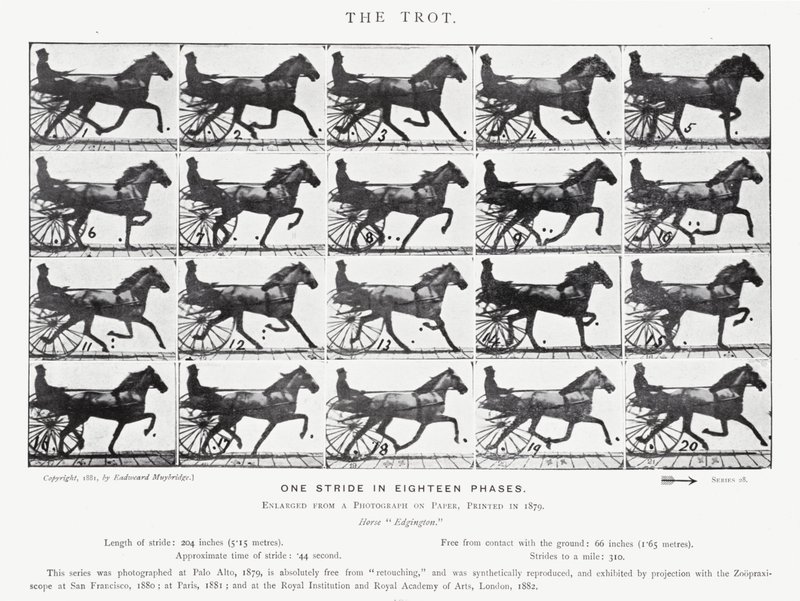 Eadweard Muybridge: Kłus (zdjęcie czarno-białe) autorstwa Eadweard Muybridge