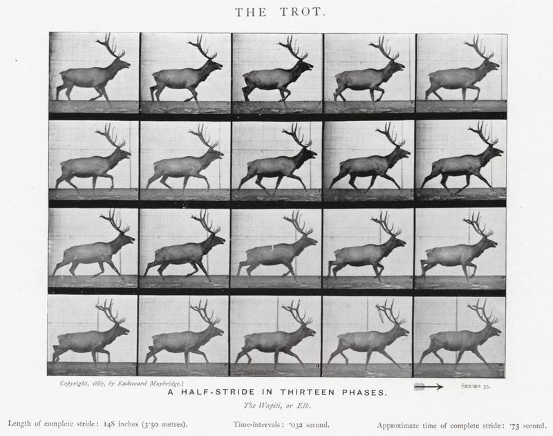 Eadweard Muybridge: Kłus (zdjęcie czarno-białe) autorstwa Eadweard Muybridge
