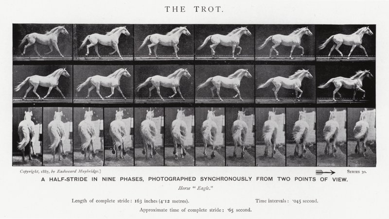 Eadweard Muybridge: Kłus (zdjęcie czarno-białe) autorstwa Eadweard Muybridge