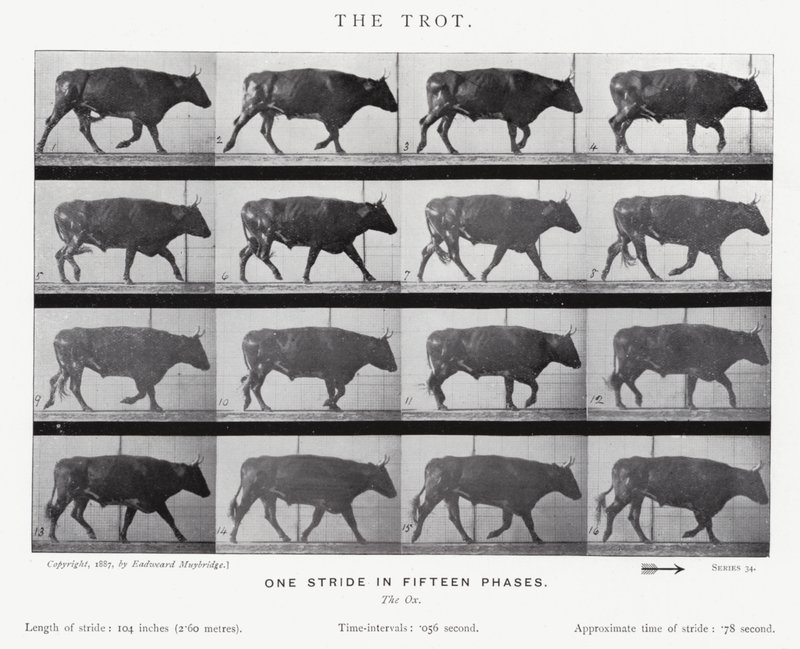 Eadweard Muybridge: Kłus (zdjęcie czarno-białe) autorstwa Eadweard Muybridge