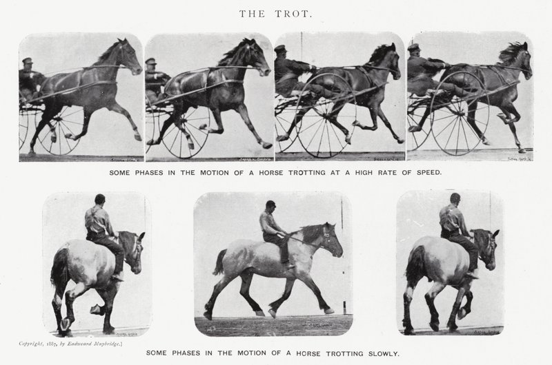 Eadweard Muybridge: Kłus (zdjęcie czarno-białe) autorstwa Eadweard Muybridge