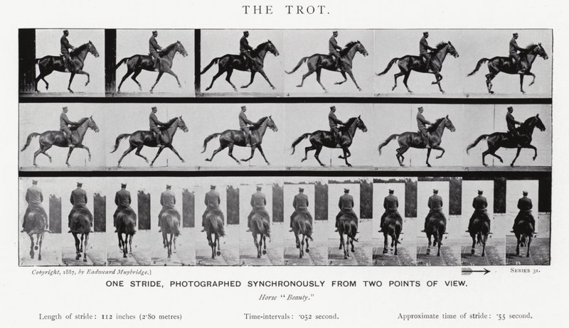 Eadweard Muybridge: Kłus (zdjęcie czarno-białe) autorstwa Eadweard Muybridge