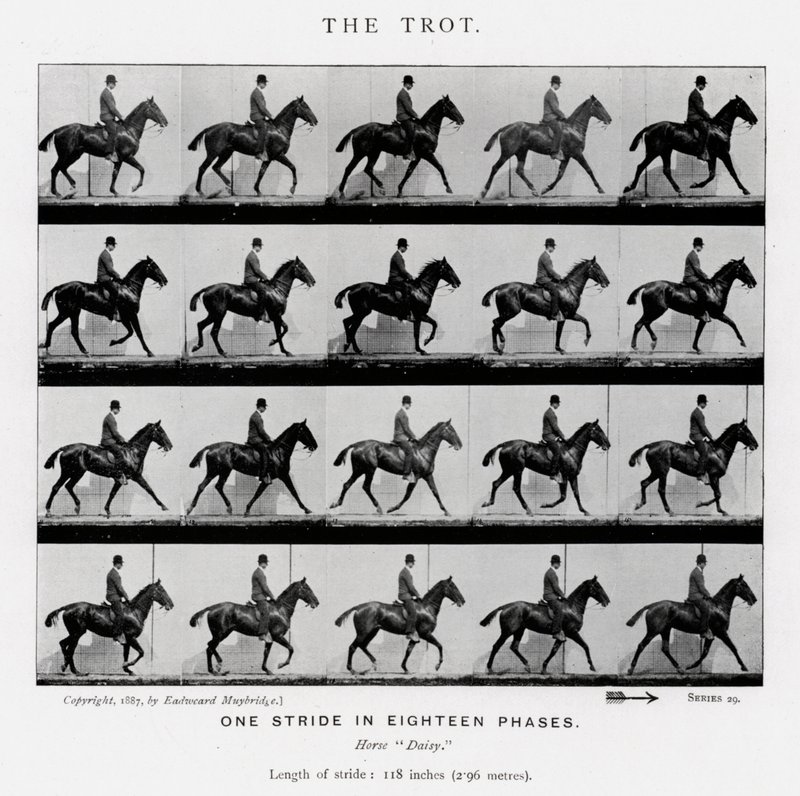 Eadweard Muybridge: Kłus autorstwa Eadweard Muybridge