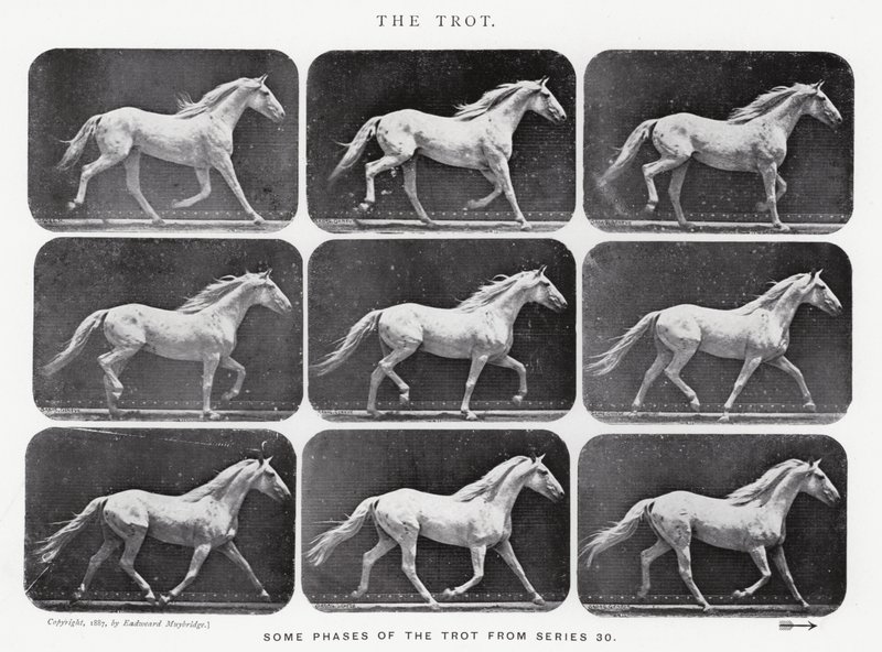 Eadweard Muybridge: Kłus autorstwa Eadweard Muybridge