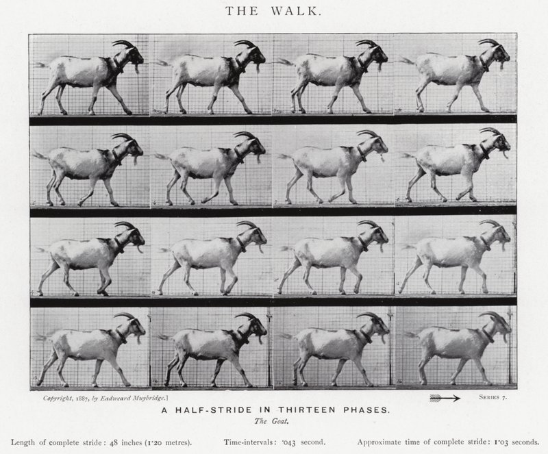 Eadweard Muybridge: The Walk (zdjęcie czarno-białe) autorstwa Eadweard Muybridge