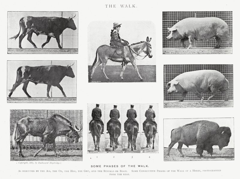 Eadweard Muybridge: The Walk (zdjęcie czarno-białe) autorstwa Eadweard Muybridge