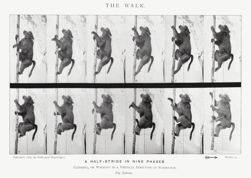 Eadweard Muybridge: The Walk (zdjęcie czarno-białe) autorstwa Eadweard Muybridge
