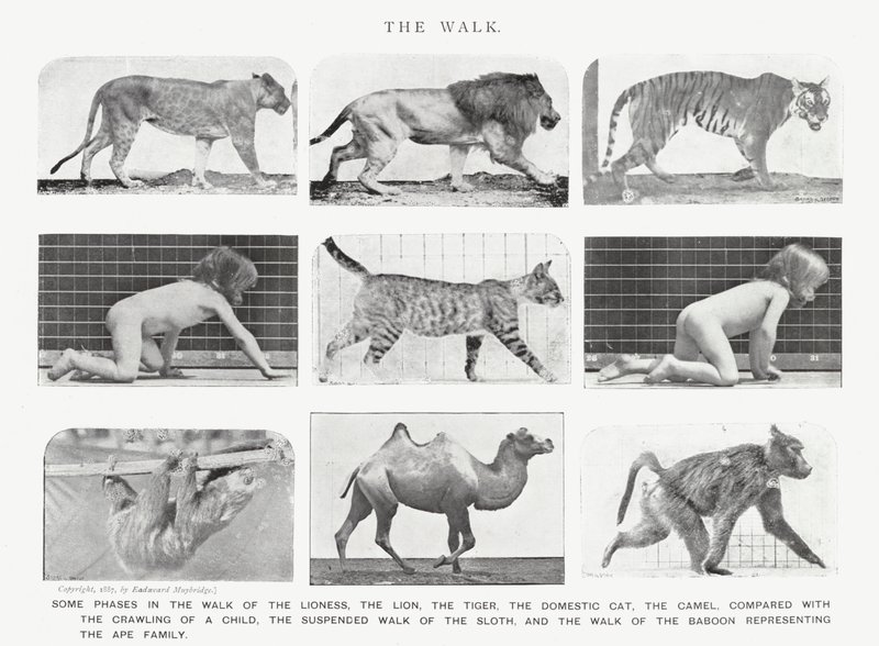 Eadweard Muybridge: The Walk (zdjęcie czarno-białe) autorstwa Eadweard Muybridge