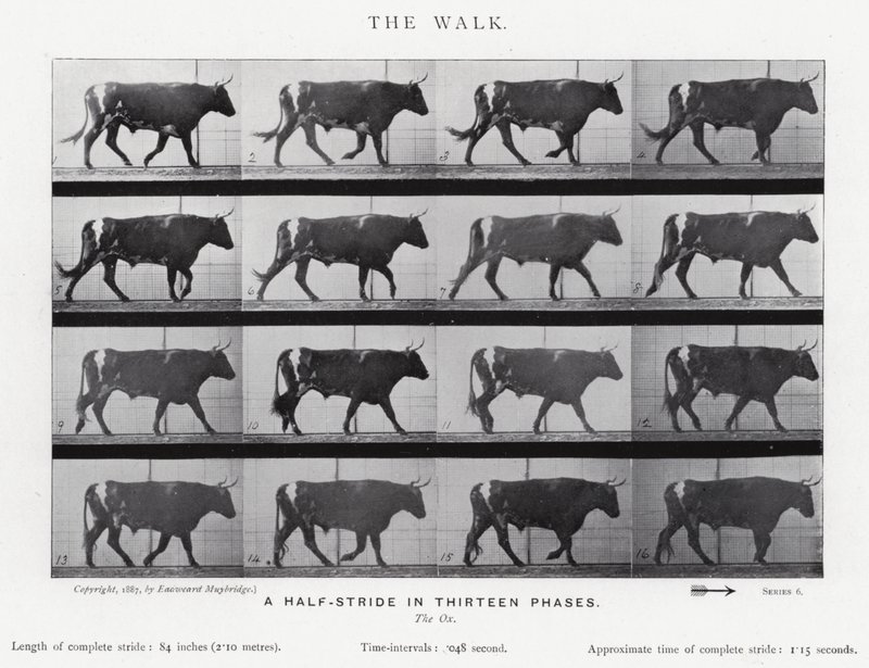 Eadweard Muybridge: The Walk (zdjęcie czarno-białe) autorstwa Eadweard Muybridge