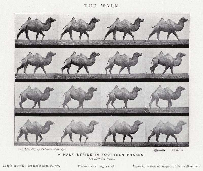 Eadweard Muybridge: The Walk (zdjęcie czarno-białe) autorstwa Eadweard Muybridge