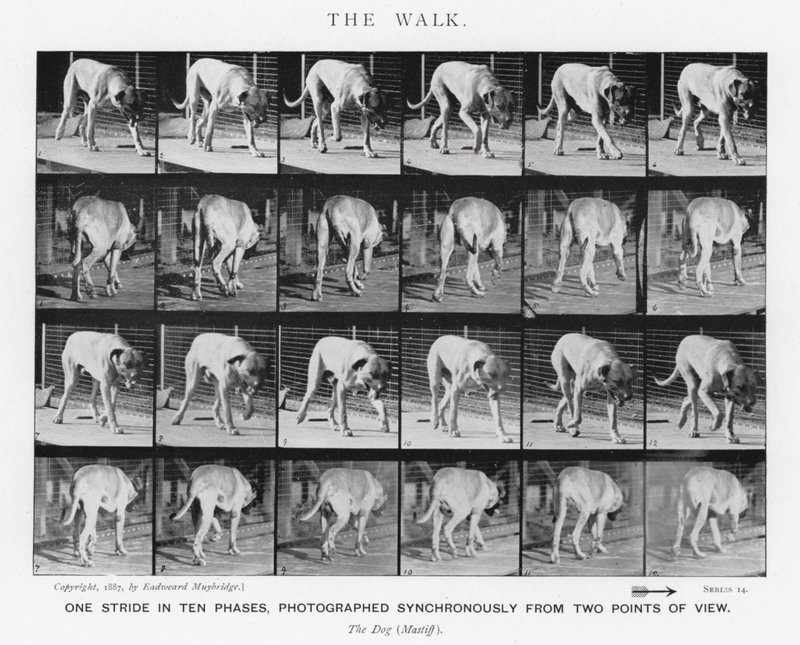 Eadweard Muybridge: The Walk (zdjęcie czarno-białe) autorstwa Eadweard Muybridge