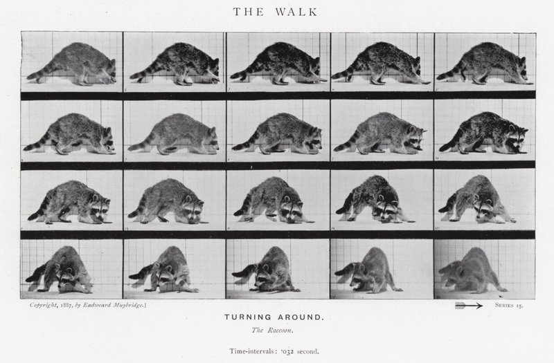 Eadweard Muybridge: The Walk (zdjęcie czarno-białe) autorstwa Eadweard Muybridge