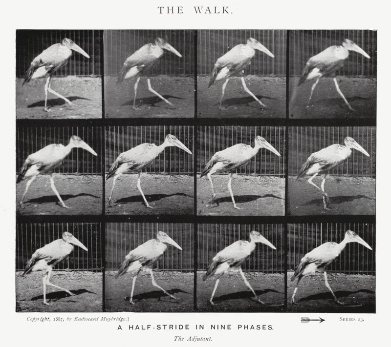 Eadweard Muybridge: The Walk (zdjęcie czarno-białe) autorstwa Eadweard Muybridge