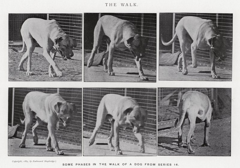 Eadweard Muybridge: The Walk (zdjęcie czarno-białe) autorstwa Eadweard Muybridge