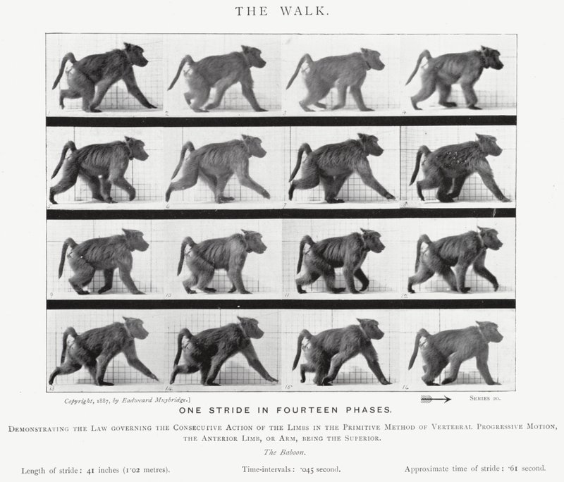 Eadweard Muybridge: The Walk (zdjęcie czarno-białe) autorstwa Eadweard Muybridge
