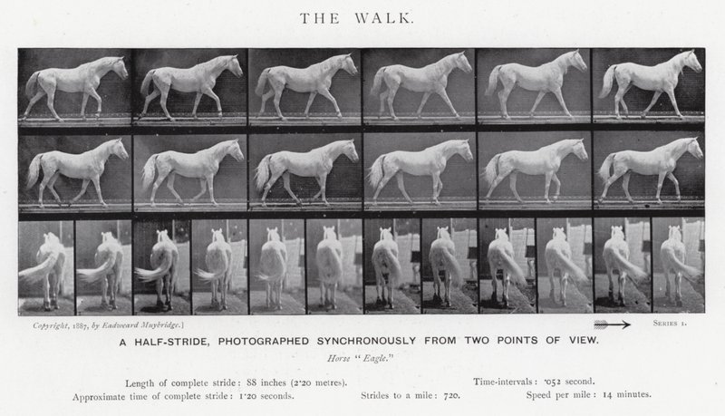 Eadweard Muybridge: The Walk (zdjęcie czarno-białe) autorstwa Eadweard Muybridge