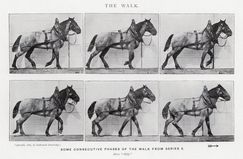 Eadweard Muybridge: The Walk (zdjęcie czarno-białe) autorstwa Eadweard Muybridge