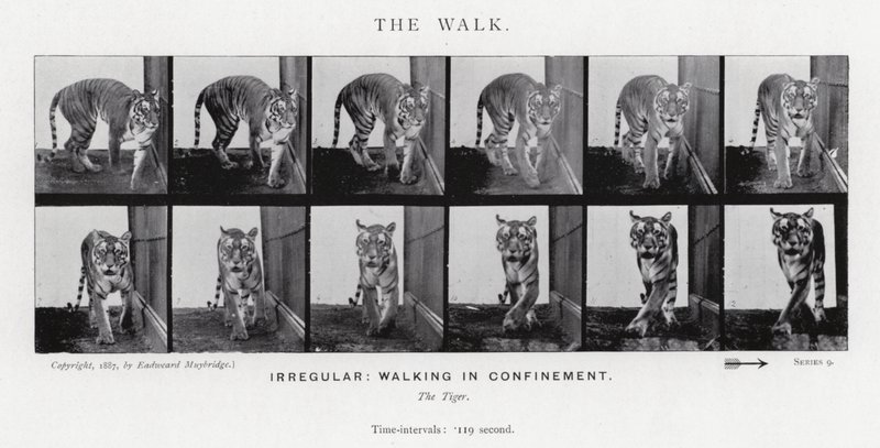Eadweard Muybridge: The Walk (zdjęcie czarno-białe) autorstwa Eadweard Muybridge