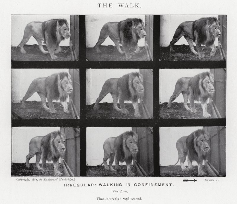 Eadweard Muybridge: The Walk (zdjęcie czarno-białe) autorstwa Eadweard Muybridge