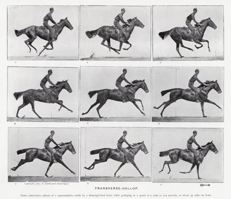 Eadweard Muybridge: galop poprzeczny (zdjęcie czarno-białe) autorstwa Eadweard Muybridge