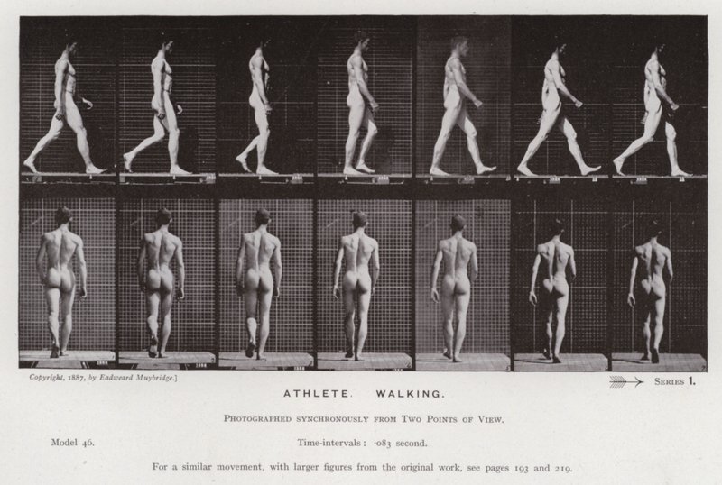 Postać ludzka w ruchu: sportowiec, chodzenie (zdjęcie czarno-białe) autorstwa Eadweard Muybridge