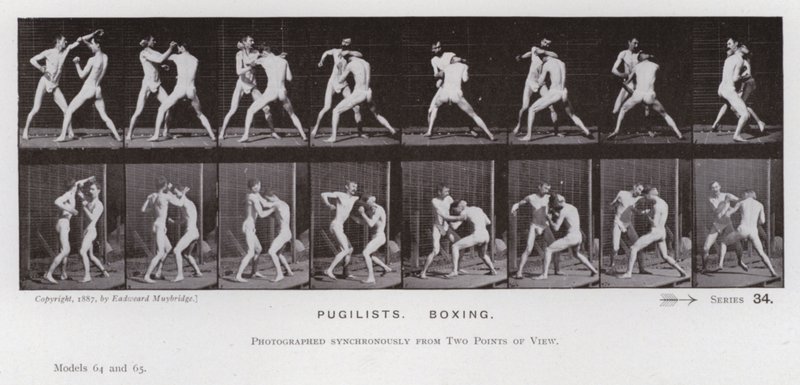 Postać ludzka w ruchu: pięściarze, boks (zdjęcie czarno-białe) autorstwa Eadweard Muybridge