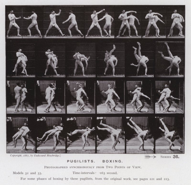 Postać ludzka w ruchu: pięściarze, boks (zdjęcie czarno-białe) autorstwa Eadweard Muybridge