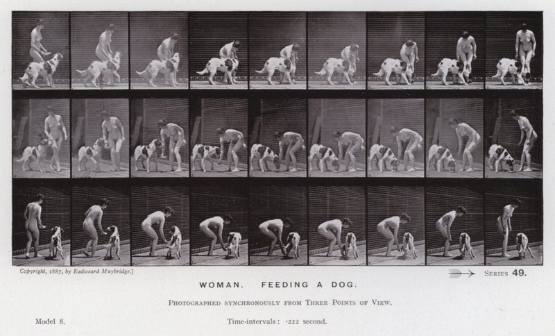 Postać ludzka w ruchu: kobieta karmiąca psa (zdjęcie czarno-białe) autorstwa Eadweard Muybridge