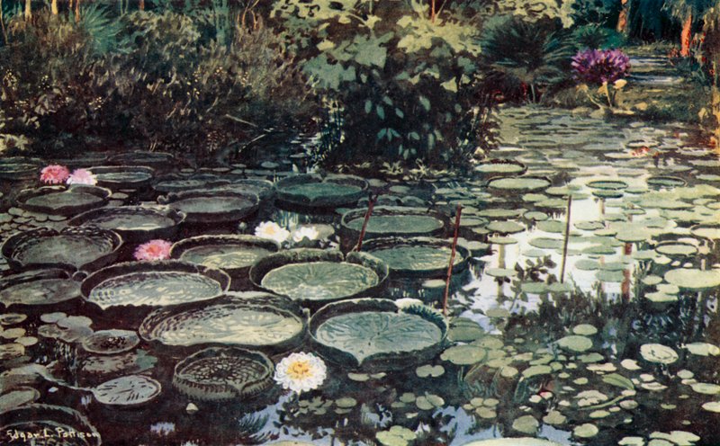 Victoria Regia (kolor lito) autorstwa Edgar L. Pattison